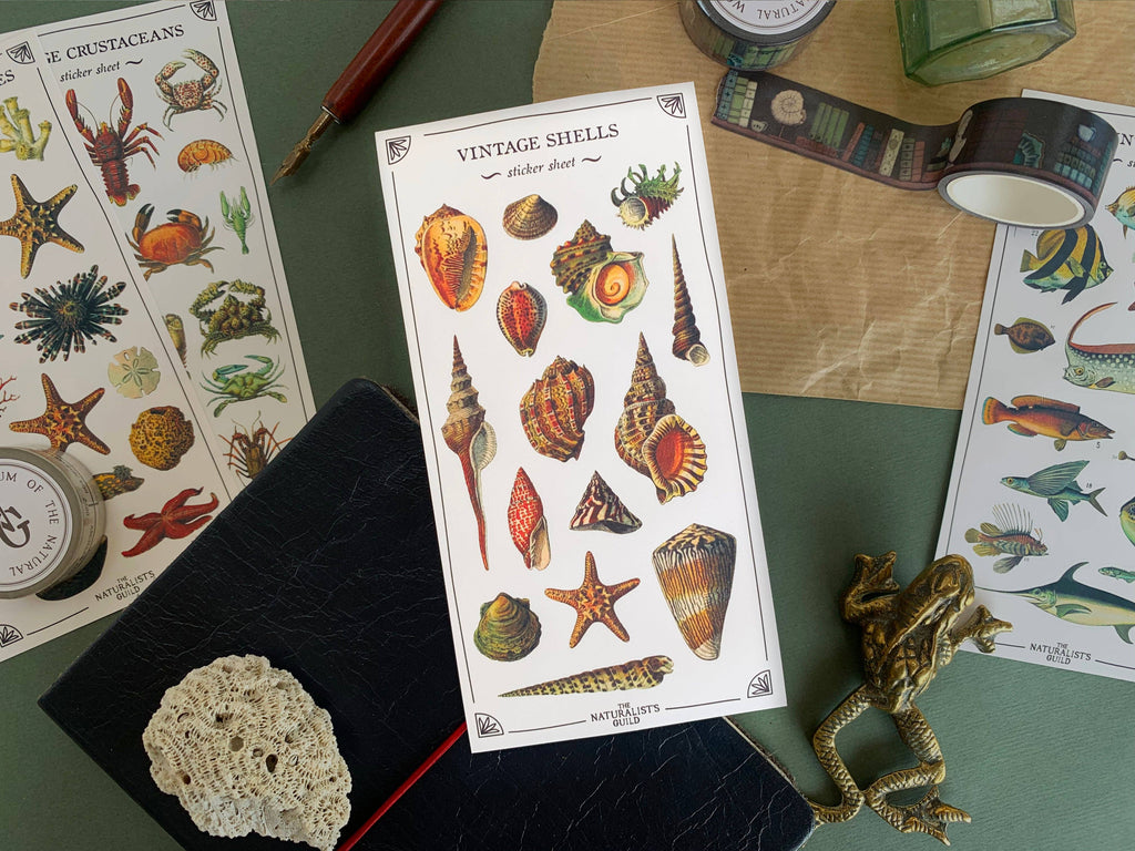 Vintage Shells Sticker Sheet