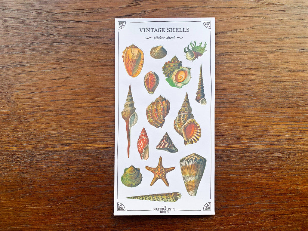 Vintage Shells Sticker Sheet