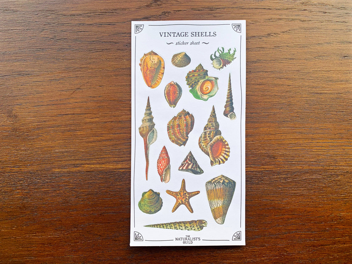 Vintage Shells Sticker Sheet